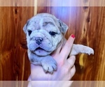 Small #14 Bulldog