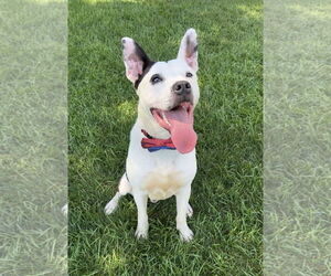 American Pit Bull Terrier-Unknown Mix Dogs for adoption in Germantown, OH, USA