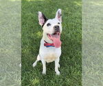 Small American Pit Bull Terrier Mix