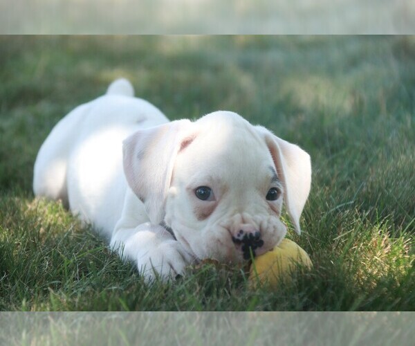 Medium Photo #9 Boxer Puppy For Sale in SHIPSHEWANA, IN, USA