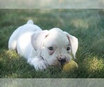 Small #8 Boxer