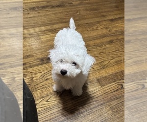 Bichon Frise Puppy for sale in TUSCALOOSA, AL, USA