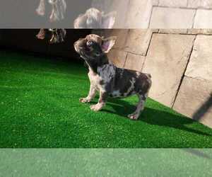 French Bulldog Puppy for sale in HOUSTON, TX, USA