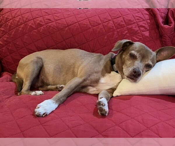 Medium Photo #2 Mutt Puppy For Sale in Elmsford, NY, USA