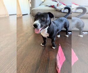 Medium American Staffordshire Terrier-Dachshund Mix