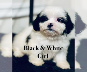 Shih Tzu Puppy for sale in LITHONIA, GA, USA