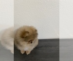 Small Photo #2 Pomeranian Puppy For Sale in CHULA VISTA, CA, USA