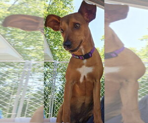 Mutt Dogs for adoption in Minneapolis, MN, USA