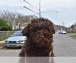Small Photo #4 Poodle (Miniature) Puppy For Sale in RIVERDALE, MD, USA
