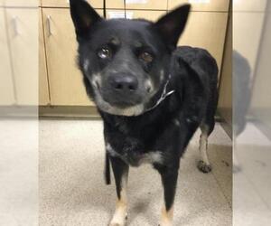 Siberian Husky Dogs for adoption in Riverside, CA, USA