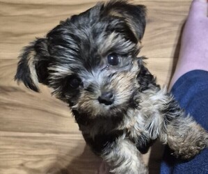 Yorkshire Terrier Puppy for sale in NORTH AUGUSTA, SC, USA