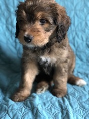 Medium Bernedoodle