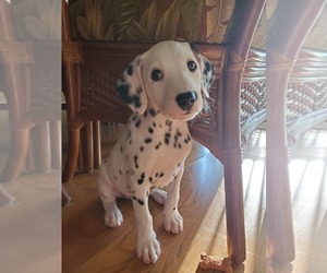 Dalmatian Puppy for sale in ENGLEWOOD, FL, USA
