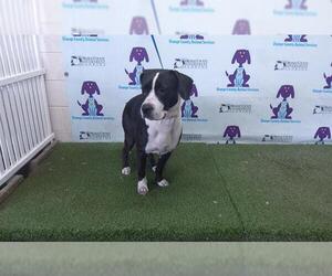 Labrador Retriever-Unknown Mix Dogs for adoption in Orlando, FL, USA