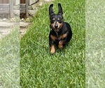 Small #56 Dachshund Mix