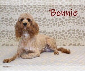 Mother of the Cavapoo puppies born on 07/28/2025