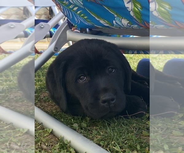 Medium Photo #17 Labrador Retriever Puppy For Sale in NEW HOLLAND, PA, USA