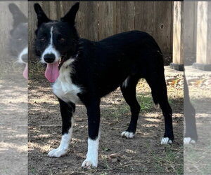 Red Collar( Apache) - Male Border Collie Dog for Adoption