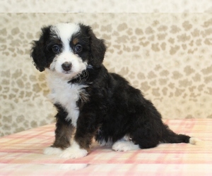 Bulldog Puppy for sale in DENVER, PA, USA