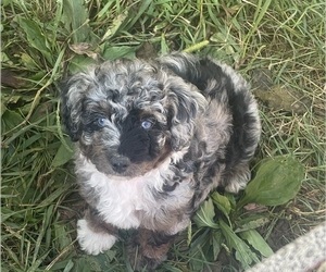 Aussiedoodle Miniature  Puppy for Sale in CHURUBUSCO, Indiana USA
