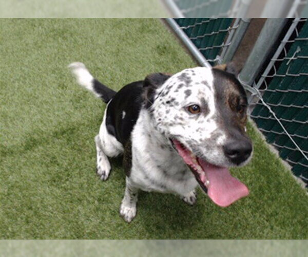 Medium Photo #1 Mutt Puppy For Sale in Downey, CA, USA