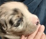 Small Photo #24 Australian Shepherd Puppy For Sale in SYLVA, NC, USA