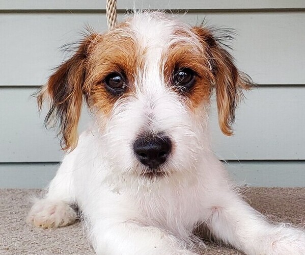 Medium Photo #1 Jack Russell Terrier Puppy For Sale in CHAPEL HILL, NC, USA