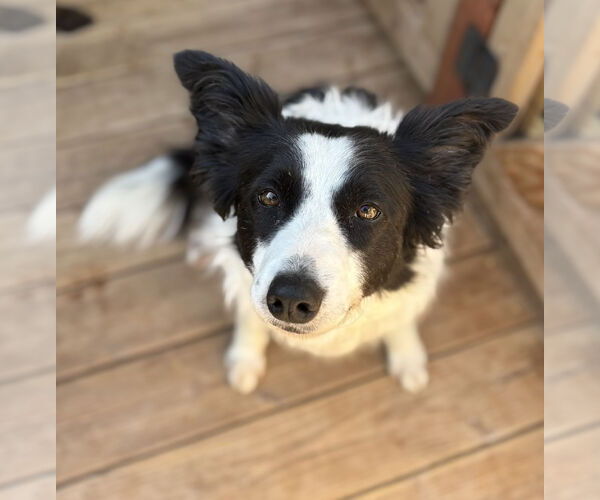 Medium Photo #2 Border Collie Puppy For Sale in Milpitas, CA, USA