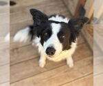 Small #1 Border Collie