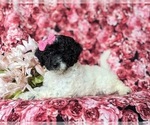 Small Photo #5 Poodle (Miniature)-Sheepadoodle Mix Puppy For Sale in GLEN ROCK, PA, USA