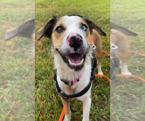 Australian Shepherd-Unknown Mix Dogs for adoption in Dallas, TX, USA