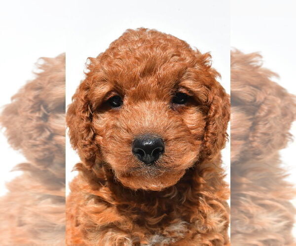 Medium Photo #53 Goldendoodle mix (+ Poodle Miniature) Puppy For Sale in DURHAM, CT, USA