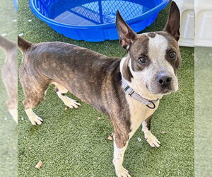 Boxer-Unknown Mix Dogs for adoption in Tavares, FL, USA