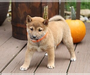 Shiba Inu Puppy for sale in FREDERICKSBG, OH, USA