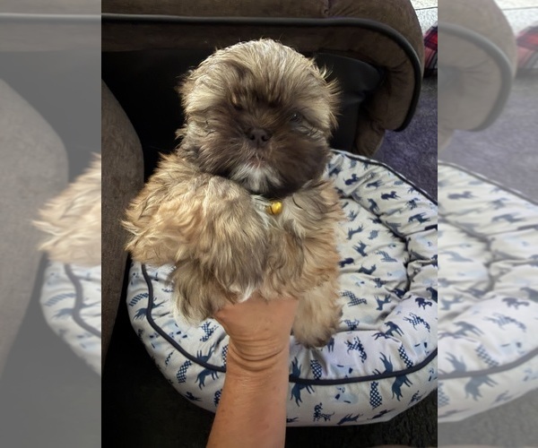 Medium Photo #3 Shih Tzu Puppy For Sale in STOKESDALE, NC, USA