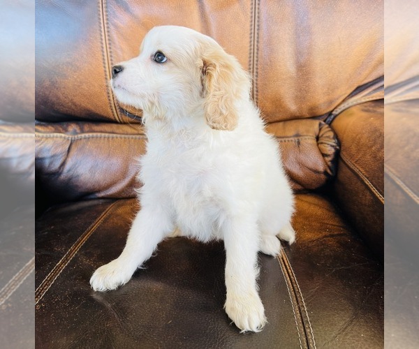 Medium Photo #4 Cavapoo Puppy For Sale in FRESNO, OH, USA