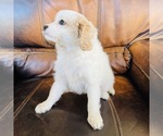 Small Photo #4 Cavapoo Puppy For Sale in FRESNO, OH, USA