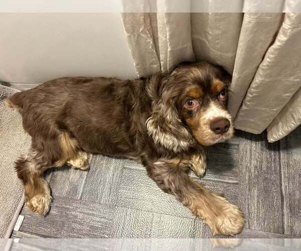 Medium Photo #2 Cocker Spaniel Puppy For Sale in Aurora, IN, USA