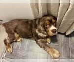 Small #1 Cocker Spaniel
