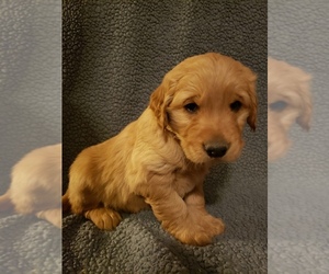 Golden Retriever Puppy for sale in MILLER, NE, USA