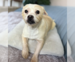 Small #1 Mutt