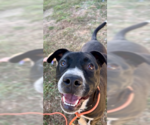 Small #2 Boxer Mix
