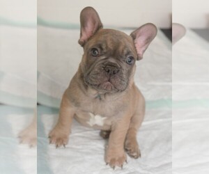 French Bulldog Puppy for Sale in PINEVILLE, Louisiana USA