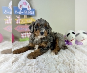 Miniature Bernedoodle Puppy for sale in GREENFIELD, IN, USA