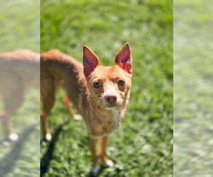 Hollis - Male Chihuahua Dog for Adoption - Photo #5