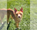 Small Photo #5 Chihuahua Puppy For Sale in Sandy, UT, USA