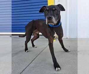 American Pit Bull Terrier Dogs for adoption in Bakersfield, CA, USA