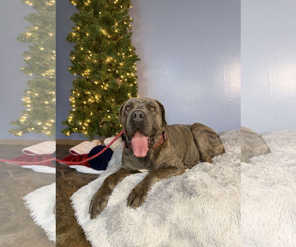 Medium Photo #10 Mutt Puppy For Sale in Goodyear, AZ, USA