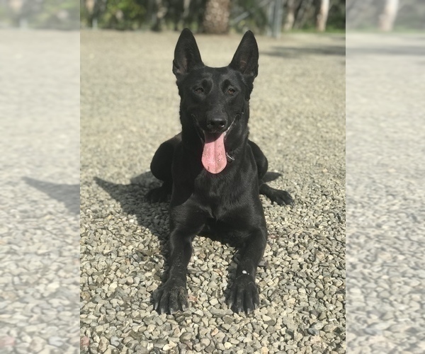 Medium Photo #3 Belgian Malinois Puppy For Sale in VACAVILLE, CA, USA