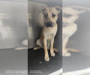 Labrador Retriever-Unknown Mix Dogs for adoption in San Antonio, TX, USA